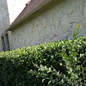 Bush Trimming by Green Horizon Lawn Care LLC. reviewed on August 20, 2025