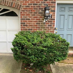 Bush Trimming by Mel&#039;s lawn service reviewed on April 3, 2025