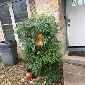 Bush Trimming by A Cut Above Landscaping & Lawn LLC reviewed on August 17, 2025
