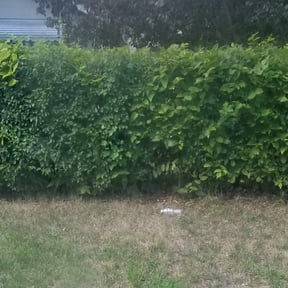 Bush Trimming by Harris Quality Cutz LLC reviewed on August 21, 2025