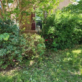 Bush Trimming by Bright Landscaping Services reviewed on August 15, 2025