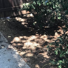 Bush Trimming by Vaquero Hills Landscaping llc. reviewed on August 19, 2025