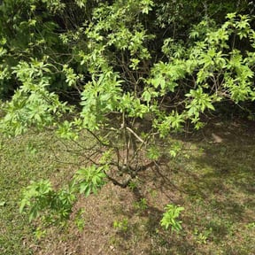 Bush Trimming by Tropicare Landscape and Maintenance reviewed on August 21, 2025