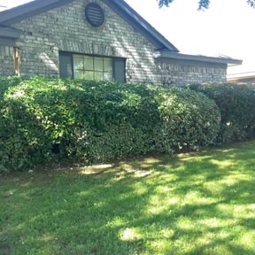 Bush Trimming by Kingdom Hands Lawn Care Services reviewed on August 19, 2025