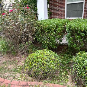 Bush Trimming by Lawn Maids reviewed on August 16, 2025
