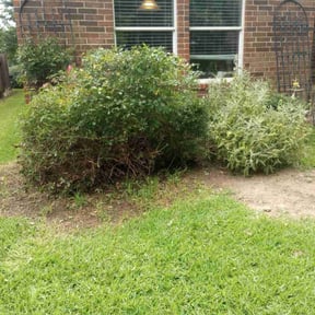 Bush Trimming by C&R Ventures reviewed on August 17, 2025