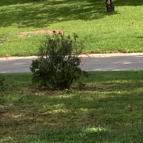 Bush Trimming by River City Lawn Service reviewed on August 15, 2025