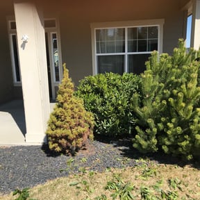 Bush Trimming by JA Performance Outdoor Services reviewed on August 21, 2025