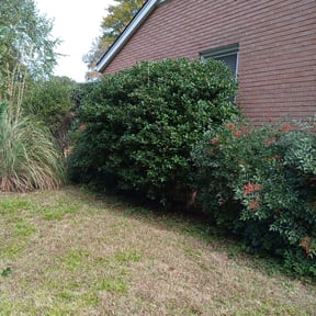 Bush Trimming by Tjs lawn care LLC, reviewed on August 17, 2025