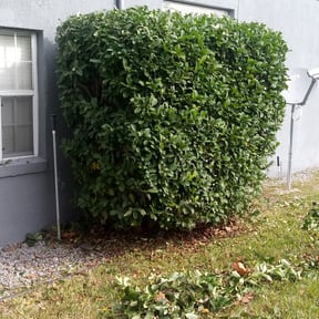 Bush Trimming by FBE SERVICES LLC reviewed on August 20, 2025