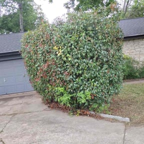 Bush Trimming by Scube and Sons reviewed on August 17, 2025
