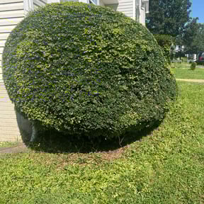 Bush Trimming by Sun's Lawn Care LLC. reviewed on August 21, 2025