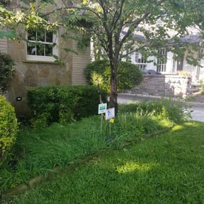 Bush Trimming by Pauls lawn cuts and more reviewed on August 15, 2025