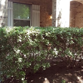 Bush Trimming by R&S lawn care reviewed on August 18, 2025