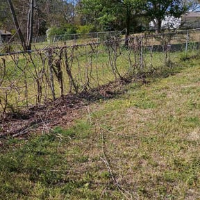 Bush Trimming by Davis Yard Works, LLC reviewed on April 1, 2026