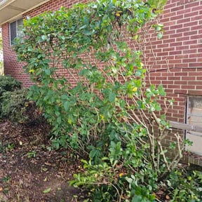 Bush Trimming by Yard Solutions reviewed on November 21, 2025
