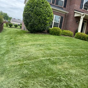 Bush Trimming by Ines lawnscaping reviewed on August 19, 2025