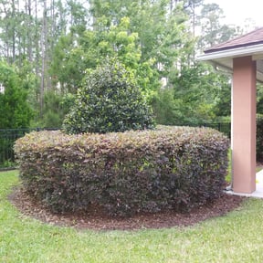 Bush Trimming by Foodcruisellc reviewed on August 16, 2025