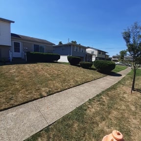 Bush Trimming by A New day Lawncare Services reviewed on August 19, 2025