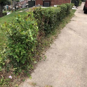 Bush Trimming by Mpower Inc reviewed on November 7, 2025