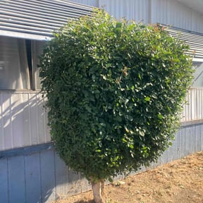 Bush Trimming by Creative Consulting Resources LLC reviewed on August 21, 2025