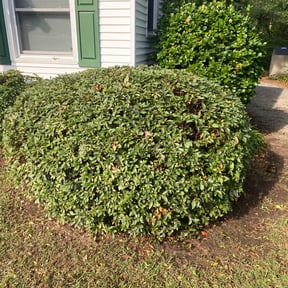 Bush Trimming by Marc’s lawn service reviewed on August 21, 2025