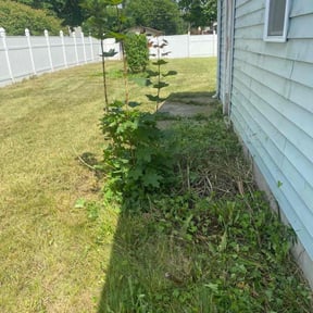 Bush Trimming by Collins landscaping reviewed on August 15, 2025