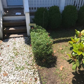 Bush Trimming by S&P Lawn maintenance LLC reviewed on August 17, 2025