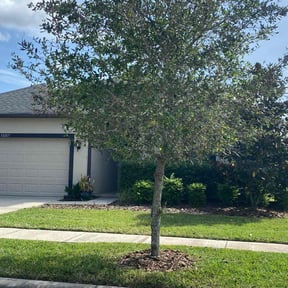 lawn service by Bigdogs Property Maintenance reviewed on July 21, 2025