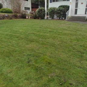 turf care by Simon Diamond reviewed on March 27, 2024