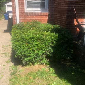 Bush Trimming by Much Obliged Lawn Care reviewed on August 18, 2025