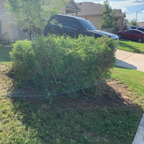 Bush Trimming by Elite lawn service reviewed on August 20, 2025