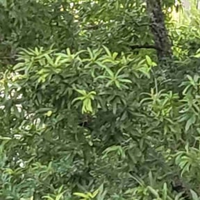 Bush Trimming by TARLY & SONS LAWNCARE reviewed on August 19, 2025