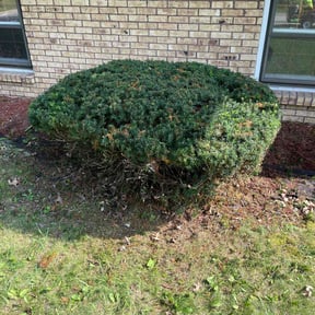 Bush Trimming by Ronnie Thacker reviewed on August 20, 2025