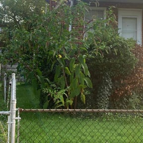 Bush Trimming by GetMore services reviewed on August 21, 2025