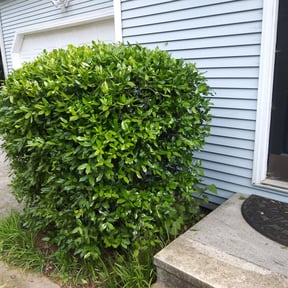 Bush Trimming by Donald Austile Lawn Care reviewed on August 21, 2025