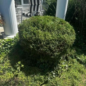 Bush Trimming by Souders Lawn Care and Landscaping reviewed on August 21, 2025