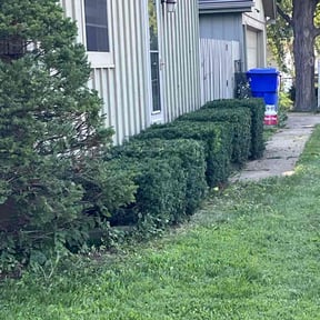 Bush Trimming by TOMS - Total Outdoor Maintenance reviewed on November 19, 2025
