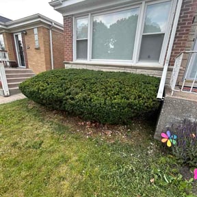 Bush Trimming by Paradise lawns Llc reviewed on June 5, 2026