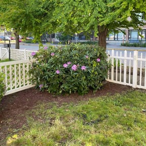 Bush Trimming by Ledesma Lawn Care reviewed on August 18, 2025