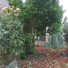 Bush Trimming by JD landscape & Snow reviewed on August 18, 2025