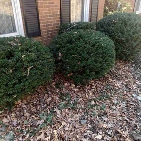 Bush Trimming by Brainiac lawn care service reviewed on August 21, 2025