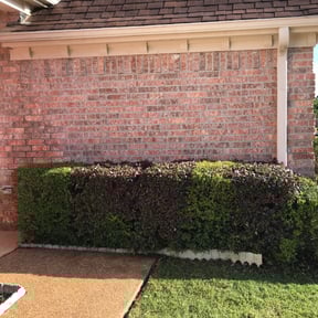 Bush Trimming by DadSon Lawncare reviewed on August 20, 2025