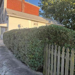 Bush Trimming by Cardenas Lawn Care and Handyman Service. reviewed on December 22, 2025