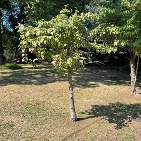 Bush Trimming by Driver Lawn Service reviewed on August 15, 2025