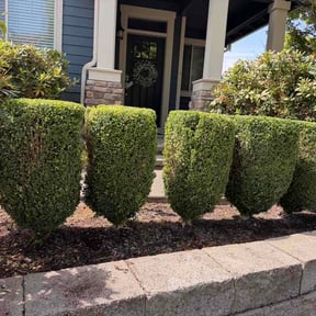 Bush Trimming by The Art Lawn Care Services LLC reviewed on July 28, 2026