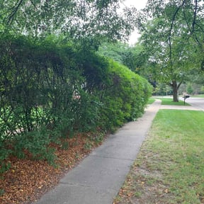 Bush Trimming by St Pete Land and Lawn reviewed on August 19, 2025
