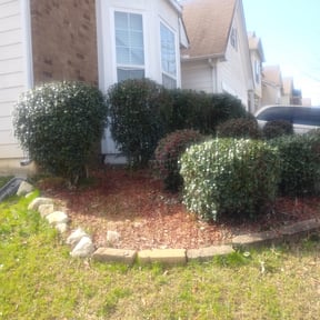 Bush Trimming by East Texas landscaping reviewed on August 20, 2025