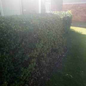 Bush Trimming by OG lawn services reviewed on August 18, 2025