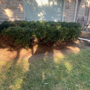 Bush Trimming by Ransome &amp; Son reviewed on November 9, 2025